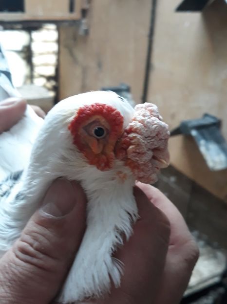  - Indian german 2020