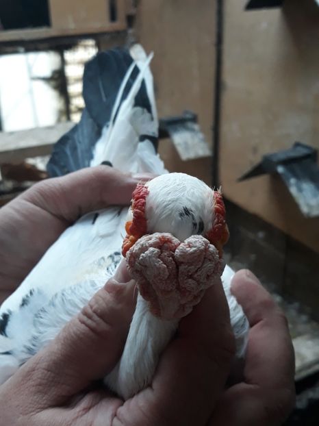  - Indian german 2020