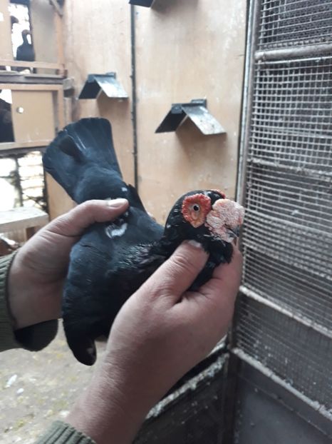  - Indian german 2020