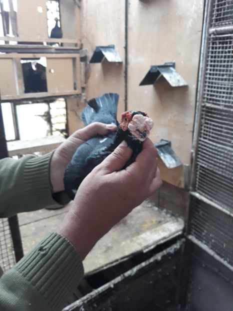  - Indian german 2020