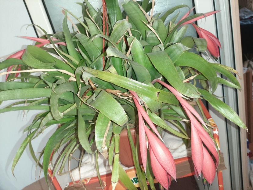  - Florile mele februarie 2020