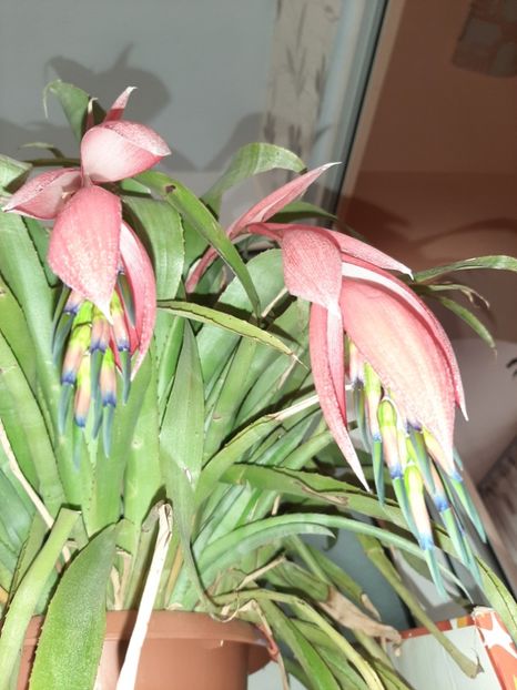  - Florile mele februarie 2020