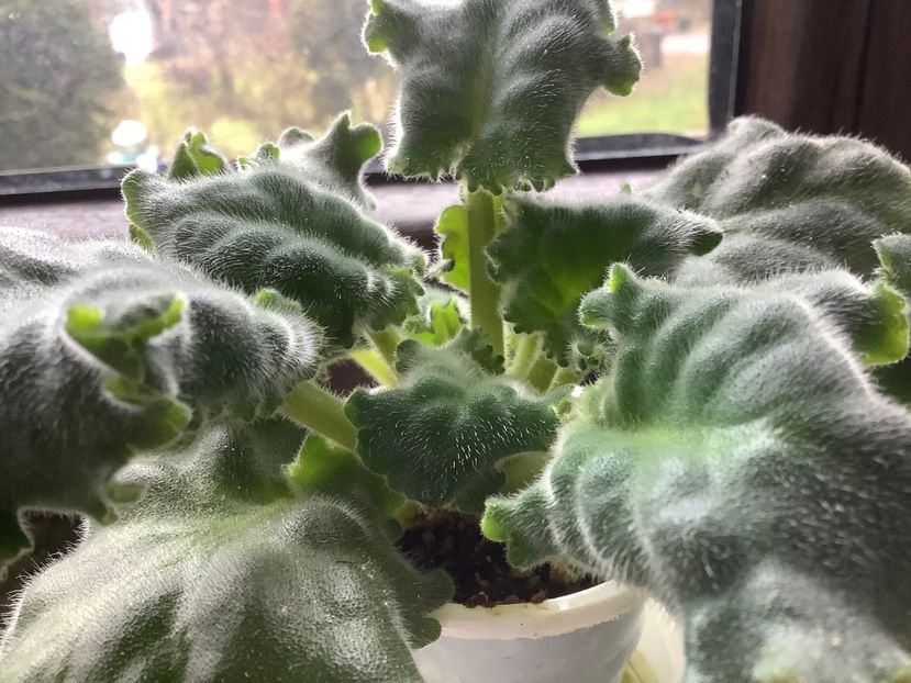 ICE Rose - AAAAViolete de colecție 2020