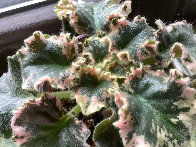 IAN Kapriz - AAAAViolete de colecție 2020