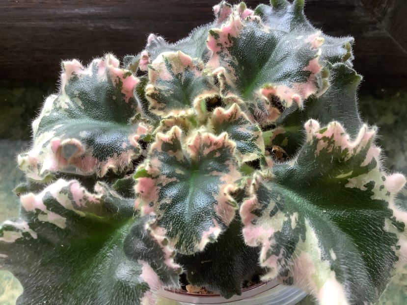 IAN Kapriz - AAAAViolete de colecție 2020