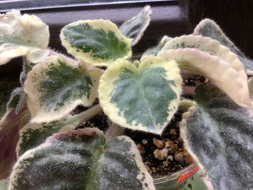 LE Polina Viardot - AAAAViolete de colecție 2020