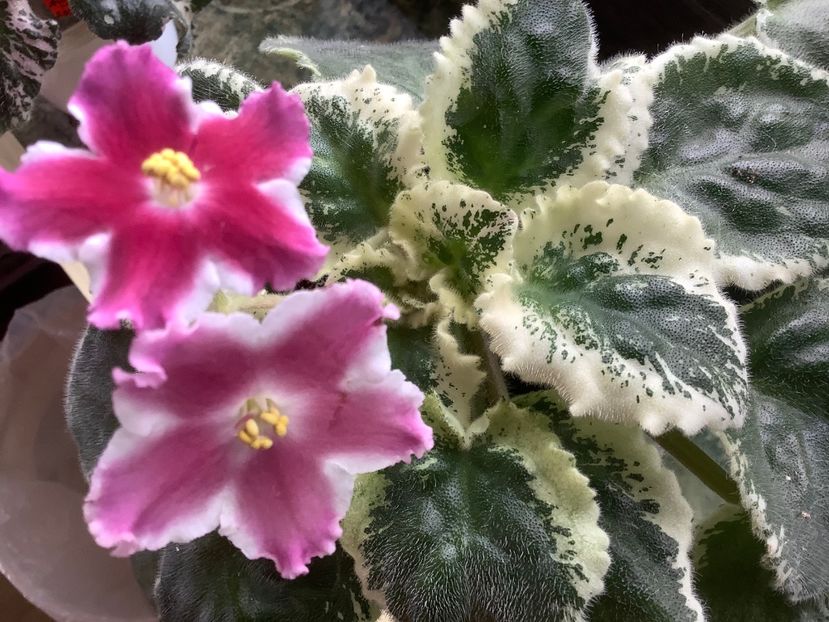 LE Karusel - AAAAViolete de colecție 2020