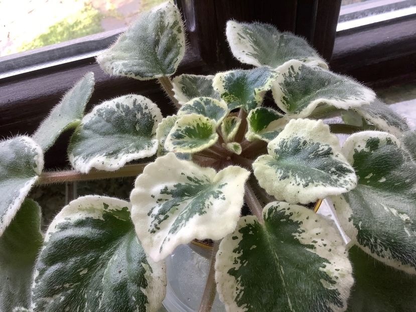 Buckeye Saucy Irish - AAAAViolete de colecție 2020