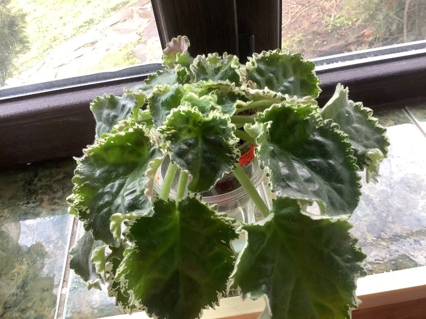 Buckeye Irish Lace - AAAAViolete de colecție 2020