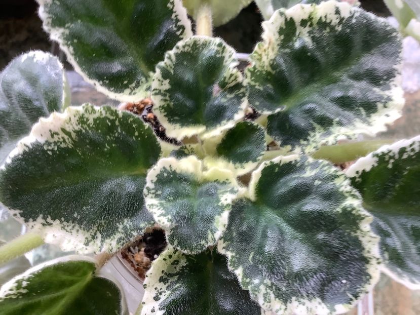 RS Figaro - AAAAViolete de colecție 2020