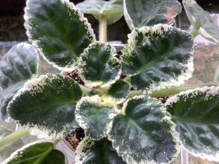 RS Figaro - AAAAViolete de colecție 2020