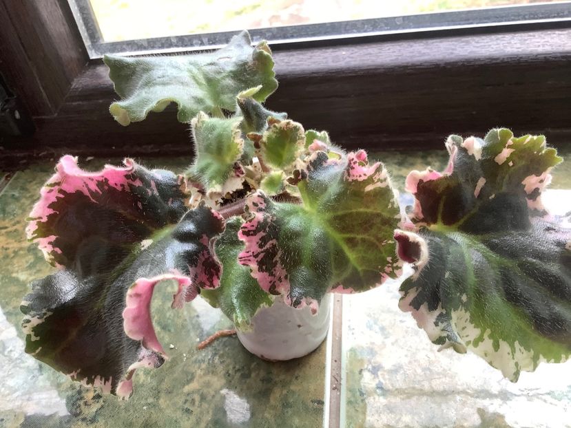 LE Parisnije Taini - AAAAViolete de colecție 2020