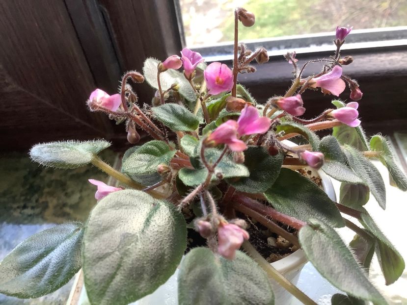 Flashy Trail - AAAAViolete de colecție 2020