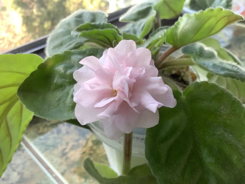 Dumplin - AAAAViolete de colecție 2020