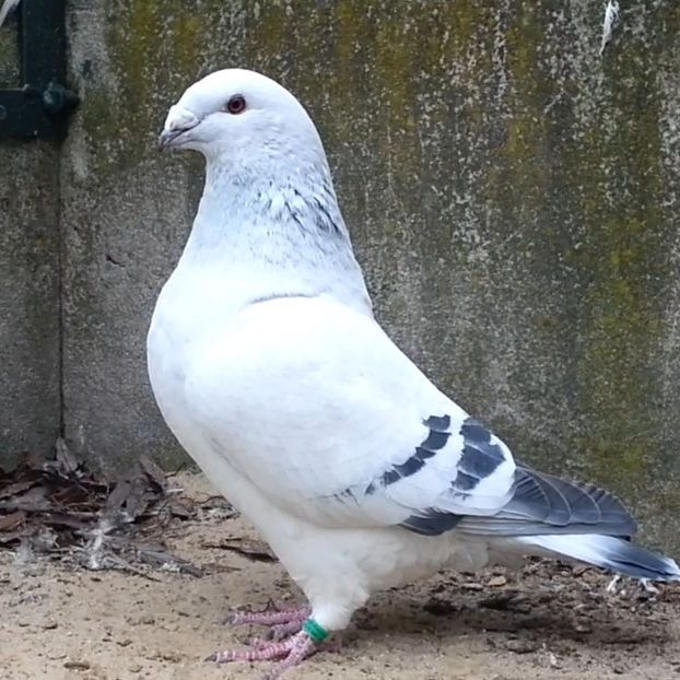 U552 ARCHIWUM - f- MLODE -2019- Youth