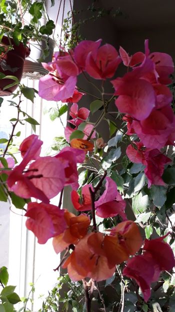  - Bougainvillea 2019-2020