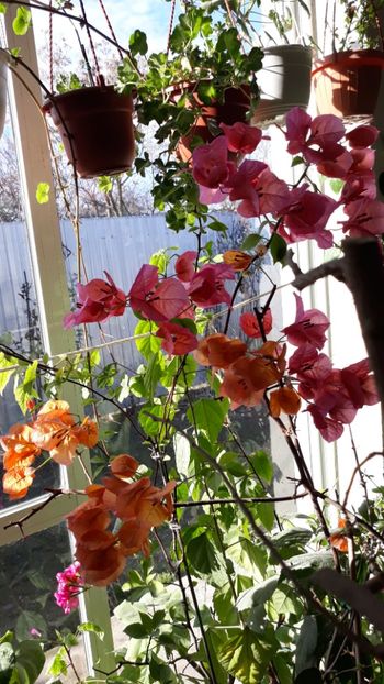  - Bougainvillea 2019-2020