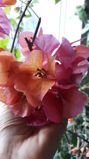  - Bougainvillea 2019-2020