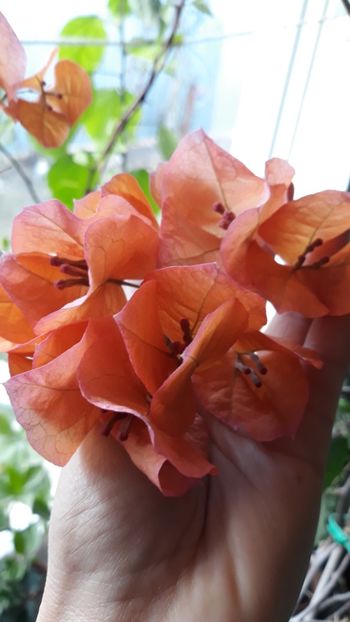  - Bougainvillea 2019-2020