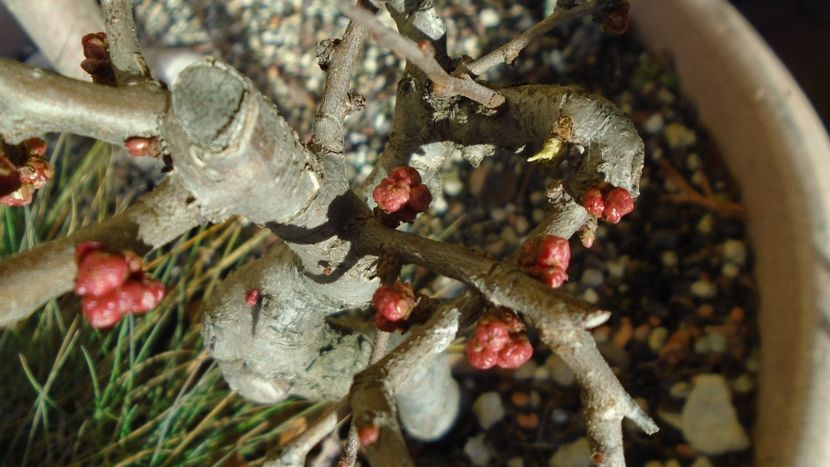 Gutui japonez, boboci - Bonsai si prebonsai 2018-2020