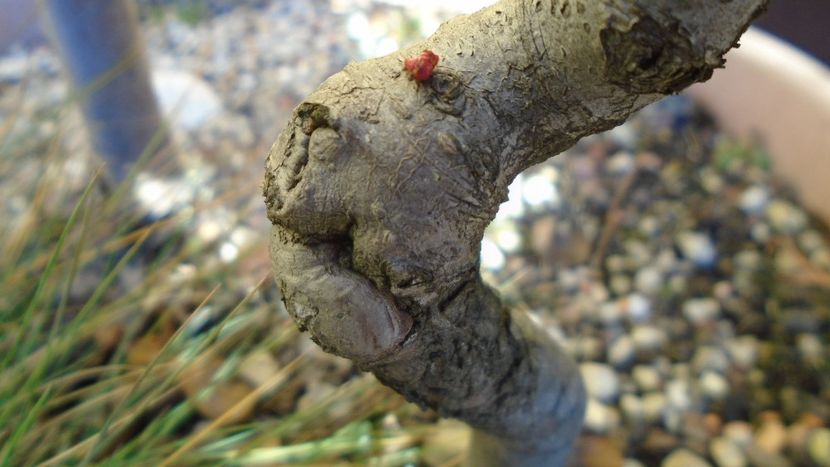 Gutui japonez, boboci - Bonsai si prebonsai 2018-2020