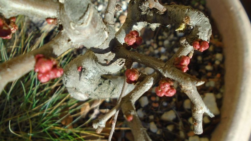 Gutui japonez, boboci - Bonsai si prebonsai 2018-2020