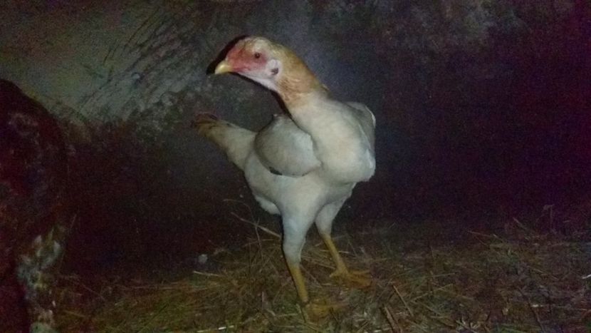  - Noi achiziții combatant malaiezian