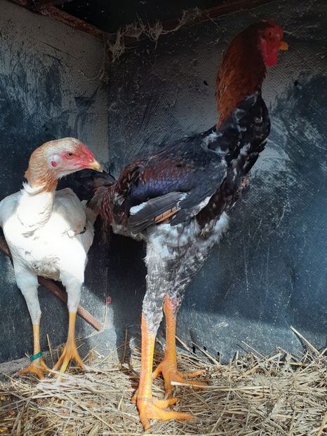 IMG-20200202-WA0005 - Noi achiziții combatant malaiezian