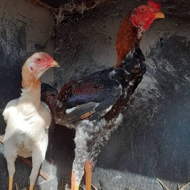  - Noi achiziții combatant malaiezian