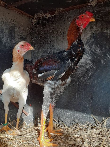 IMG-20200202-WA0004 - Noi achiziții combatant malaiezian