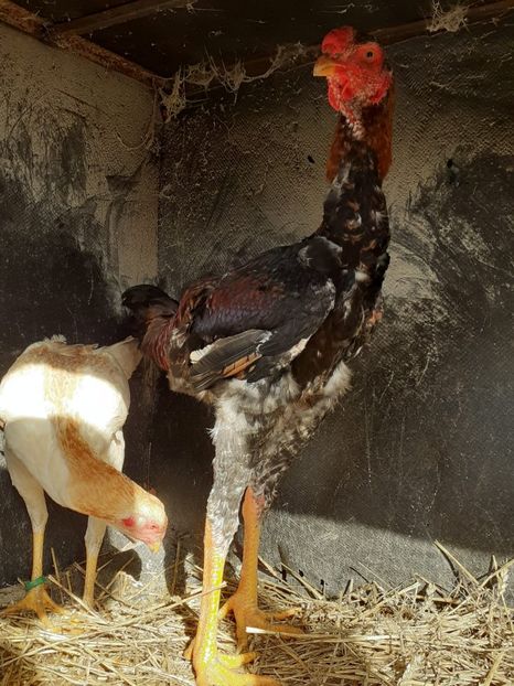 IMG-20200202-WA0003 - Noi achiziții combatant malaiezian