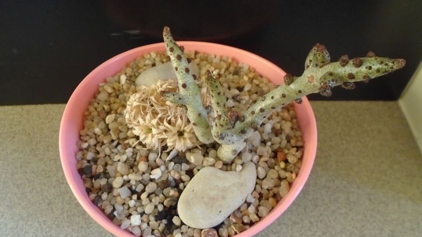 Tylecodon bucholzianus 	& Deuterocohnia brevifolia - Suculente 2020