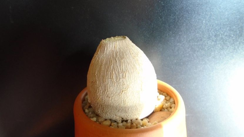 Pyrenacantha malvifolia - Caudiciforme - pachycaule si bulboase 2020