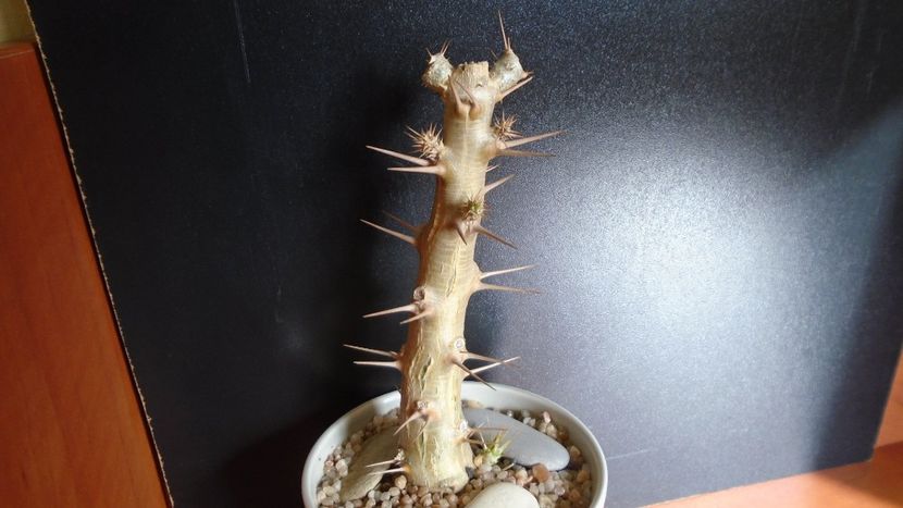 Pachypodium saundersii - Caudiciforme - pachycaule si bulboase 2020