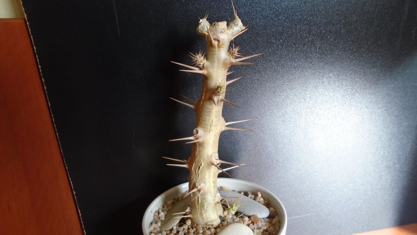 Pachypodium saundersii - Caudiciforme - pachycaule si bulboase 2020