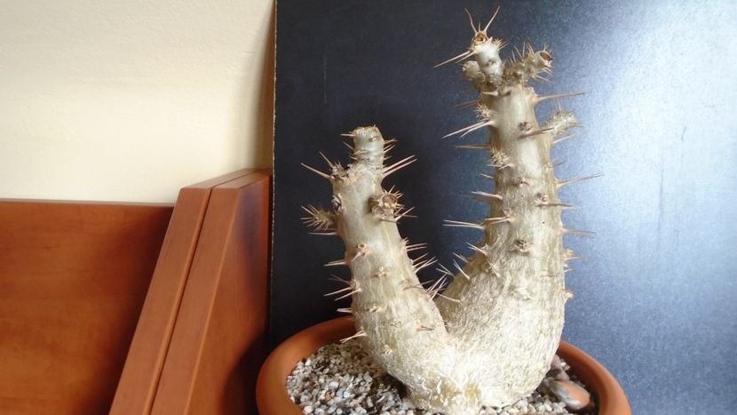 Pachypodium saundersii - Caudiciforme - pachycaule si bulboase 2020