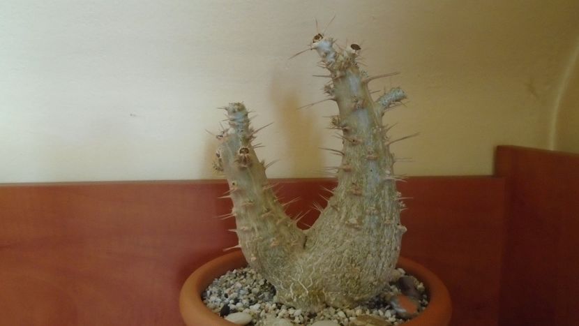 Pachypodium saundersii - Caudiciforme - pachycaule si bulboase 2020