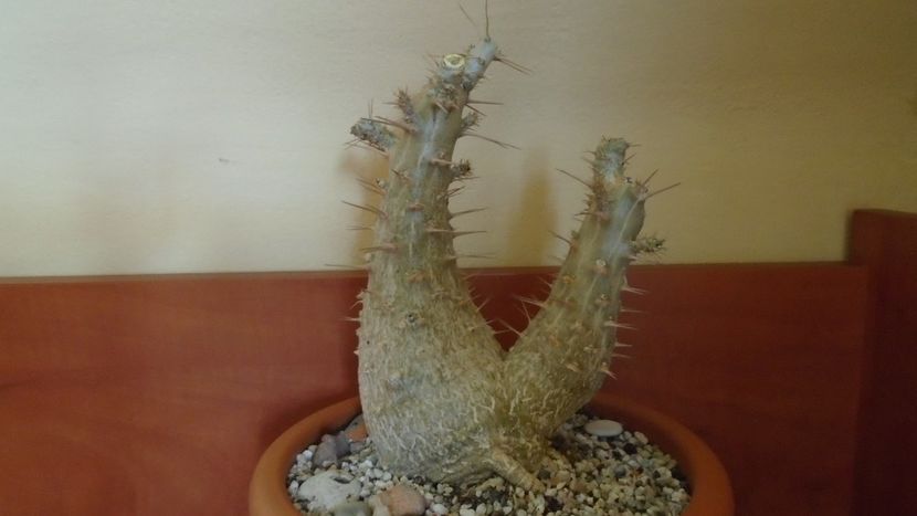 Pachypodium saundersii - Caudiciforme - pachycaule si bulboase 2020