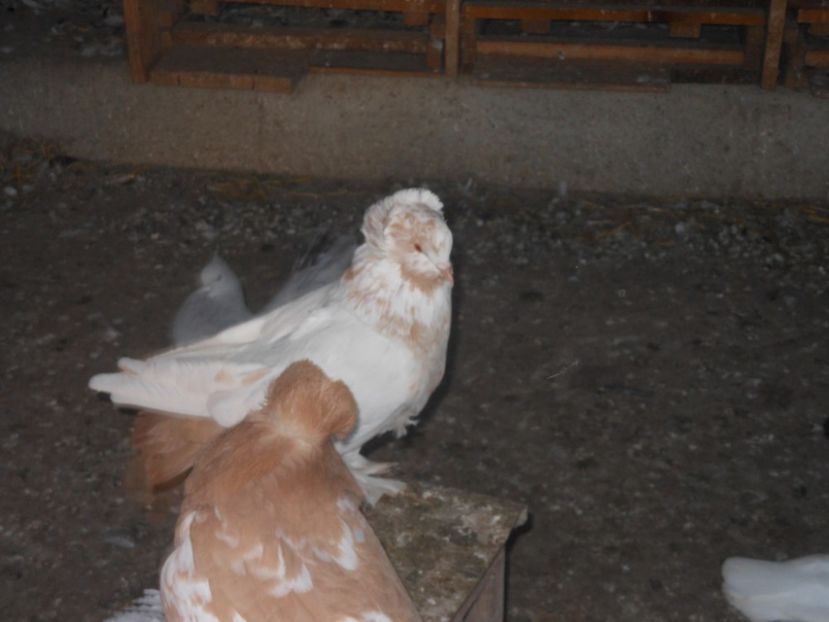  - 03-- URIASI MAGHIARI