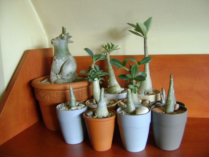 Genul Adenium - Caudiciforme si bulbi 2019 bis