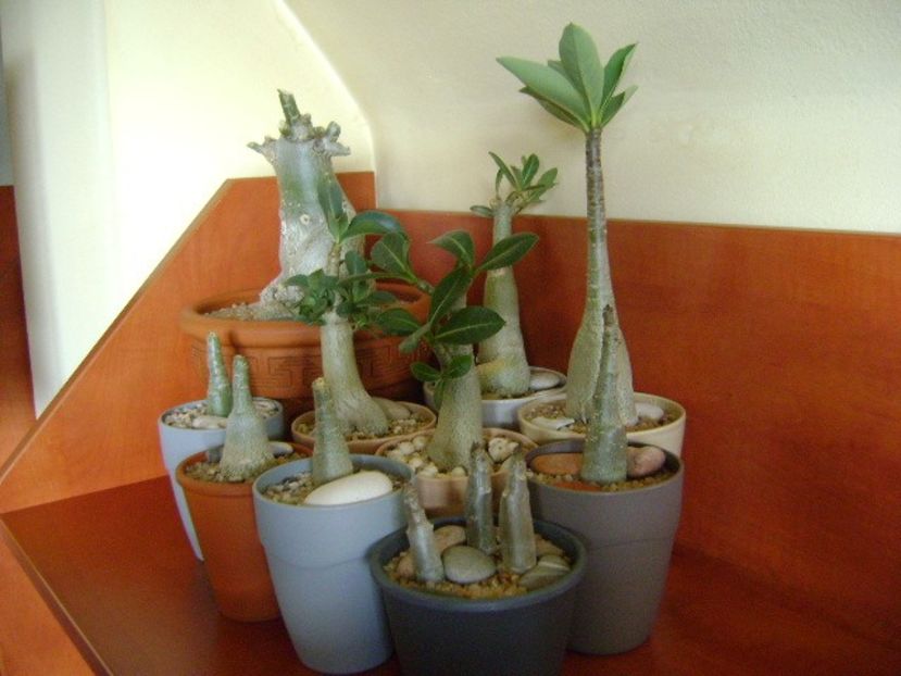 Genul Adenium - Caudiciforme si bulbi 2019 bis