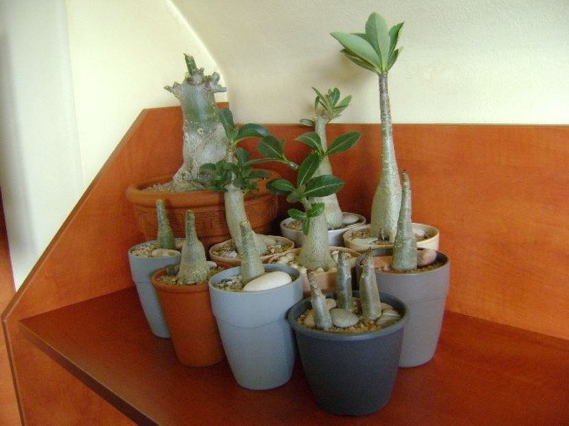 Genul Adenium - Caudiciforme si bulbi 2019 bis