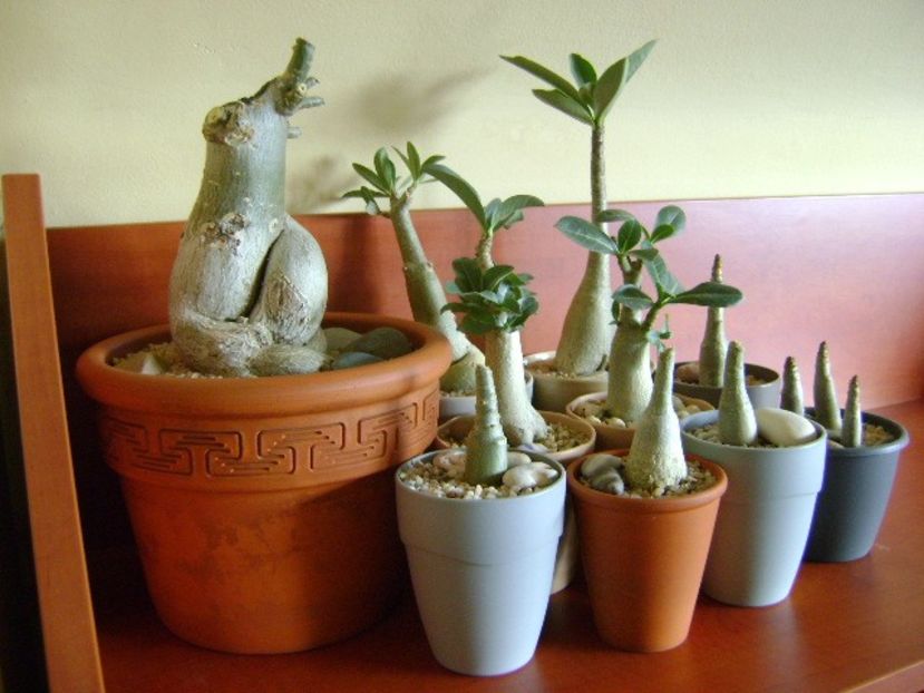 Genul Adenium - Caudiciforme si bulbi 2019 bis