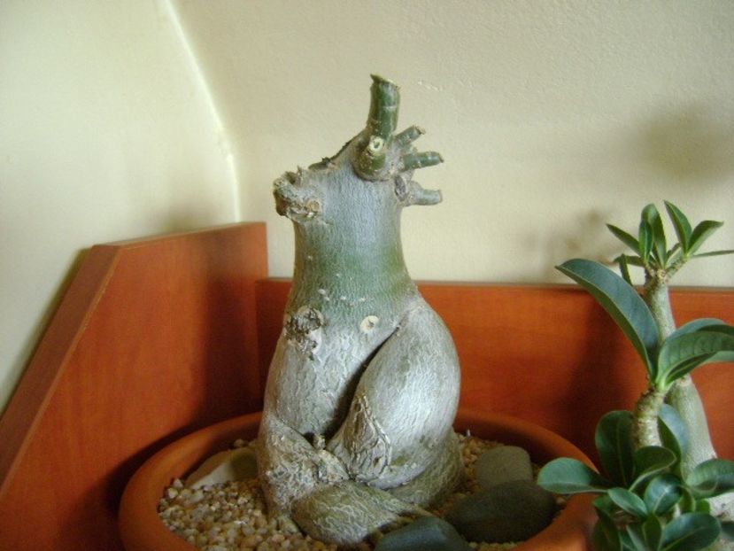 Genul Adenium - Caudiciforme si bulbi 2019 bis