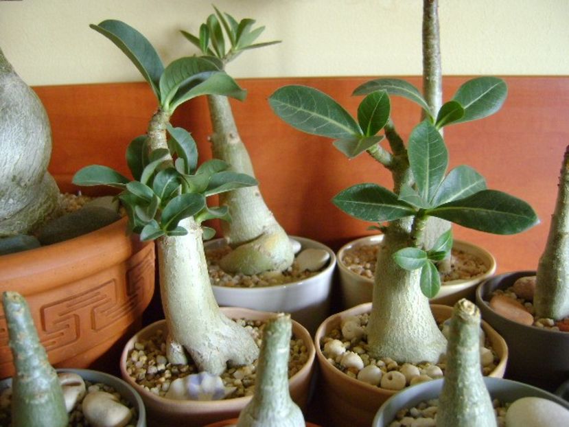 Genul Adenium - Caudiciforme si bulbi 2019 bis