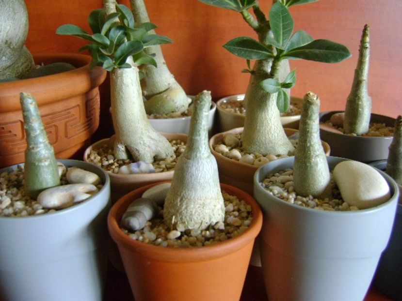 Genul Adenium - Caudiciforme si bulbi 2019 bis