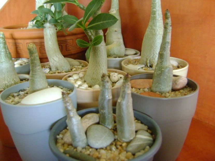 Genul Adenium - Caudiciforme si bulbi 2019 bis