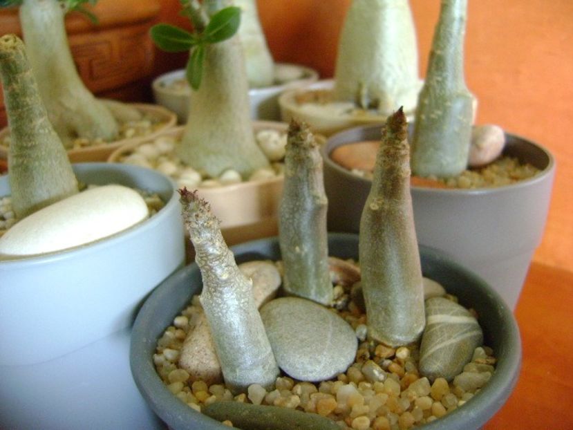 Genul Adenium - Caudiciforme si bulbi 2019 bis