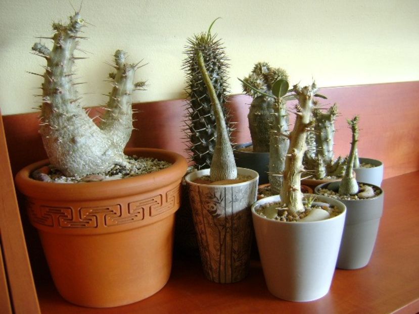 Genul Pachypodium - Caudiciforme si bulbi 2019 bis