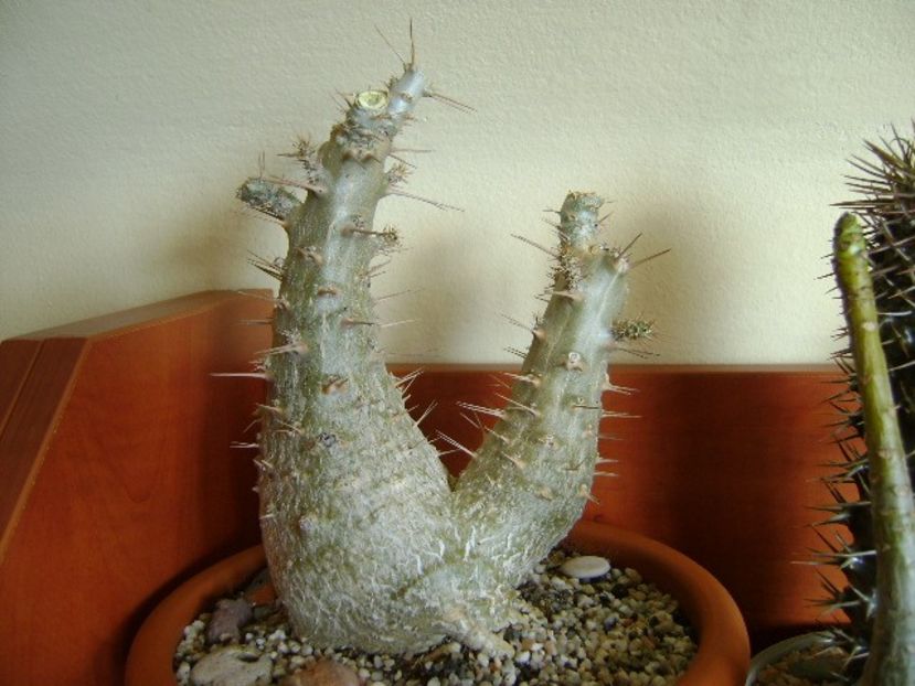 Genul Pachypodium - Caudiciforme si bulbi 2019 bis
